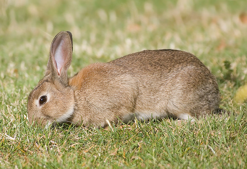 what-is-a-group-of-rabbits-called