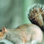 What is a baby squirrel called ?