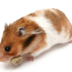 Can hamsters eat raisins ?