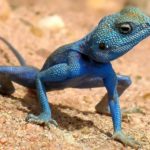 What is a group of lizards called ?