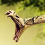 What do garden snakes eat ?