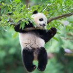 Where are pandas from ?