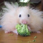 Can hamsters eat cucumber ?