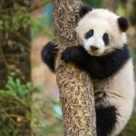 Panda scientific name