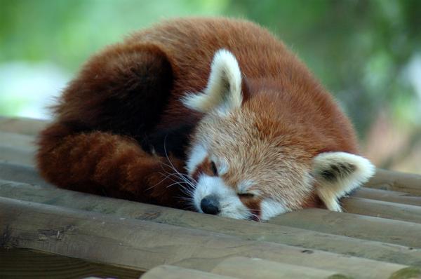 Why do pandas eat bamboo