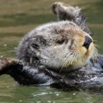 What eats sea otters ?