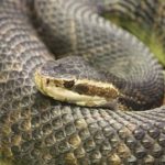Are snakes cold blooded ?