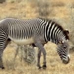 What Is the Predator of a Zebra ?