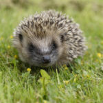 Are hedgehogs nocturnal ?