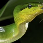 Why do snakes eat themselves ?