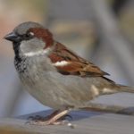 Types of sparrows
