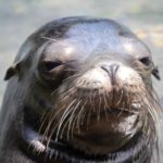 Do sea lions eat humans ?