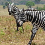Types of zebras