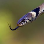 What animals eat snakes ?