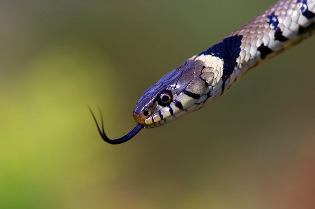 What animals eat snakes ?