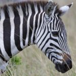 Why are zebras striped ?