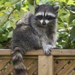 How much does a raccoon weigh ?