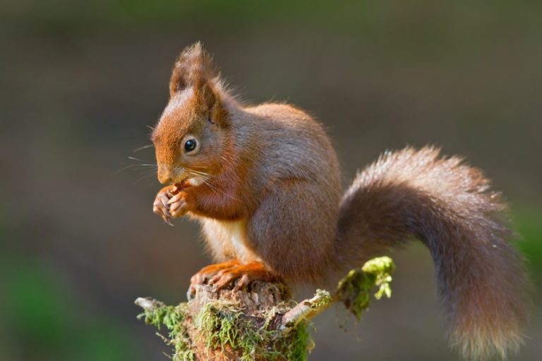 Do squirrels eat birds