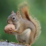 Can squirrels eat bread ?