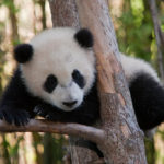 Are pandas aggressive ?