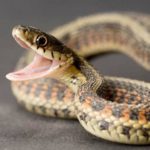 Are snakes invertebrates ?