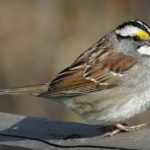 What does the sparrow symbolize ?
