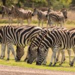 Are zebras white with black stripes ?
