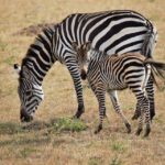 How fast can a zebra run ?
