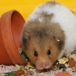 Can hamsters eat chocolate ?