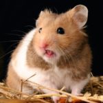 Can hamsters eat grapes ?