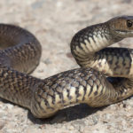 Longest snake