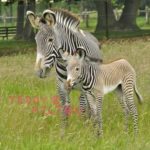 What is a baby zebra called ?