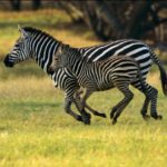 What is a group of zebras called ?