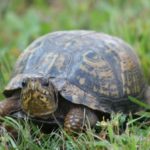 What does a turtle symbolize ?
