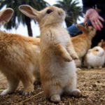 What are female rabbits called ?