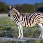 Are zebras black or white ?