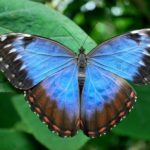 What does a butterfly symbolize ?