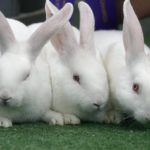 Types of rabbits