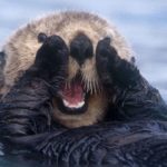Are sea otters endangered ?