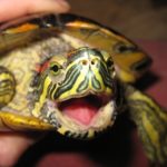What is a baby turtle called ?