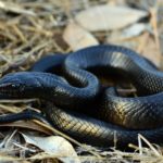 How do snakes reproduce ?