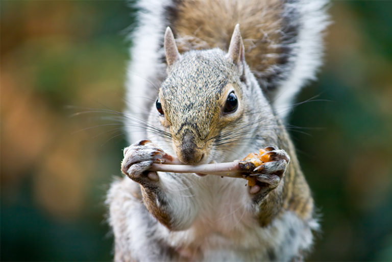 what-do-baby-squirrels-eat