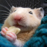 Can hamsters eat bananas ?