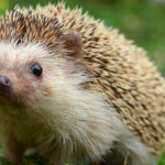Are hedgehogs rodents ?