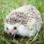 Are hedgehogs soft ?