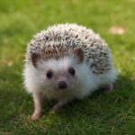 Where are hedgehogs from ?