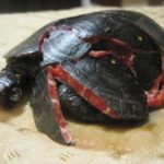 What can tortoises eat ?