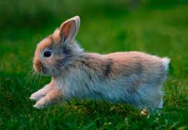 Are rabbits herbivores ?