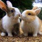 What is a male rabbit called ?