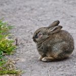 What do wild rabbits eat ?